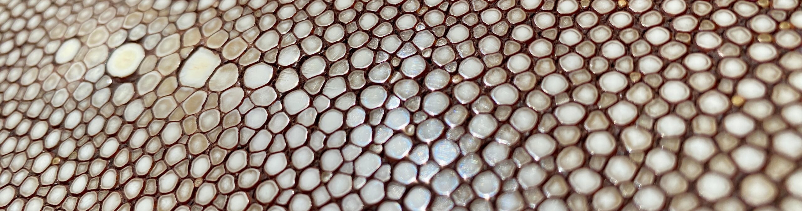 Galuchat taupe texture MADAME ROYALE maroquinerie